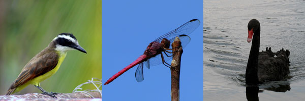 Fauna pics
